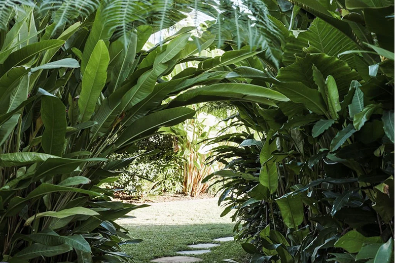 Tropical Gardens
